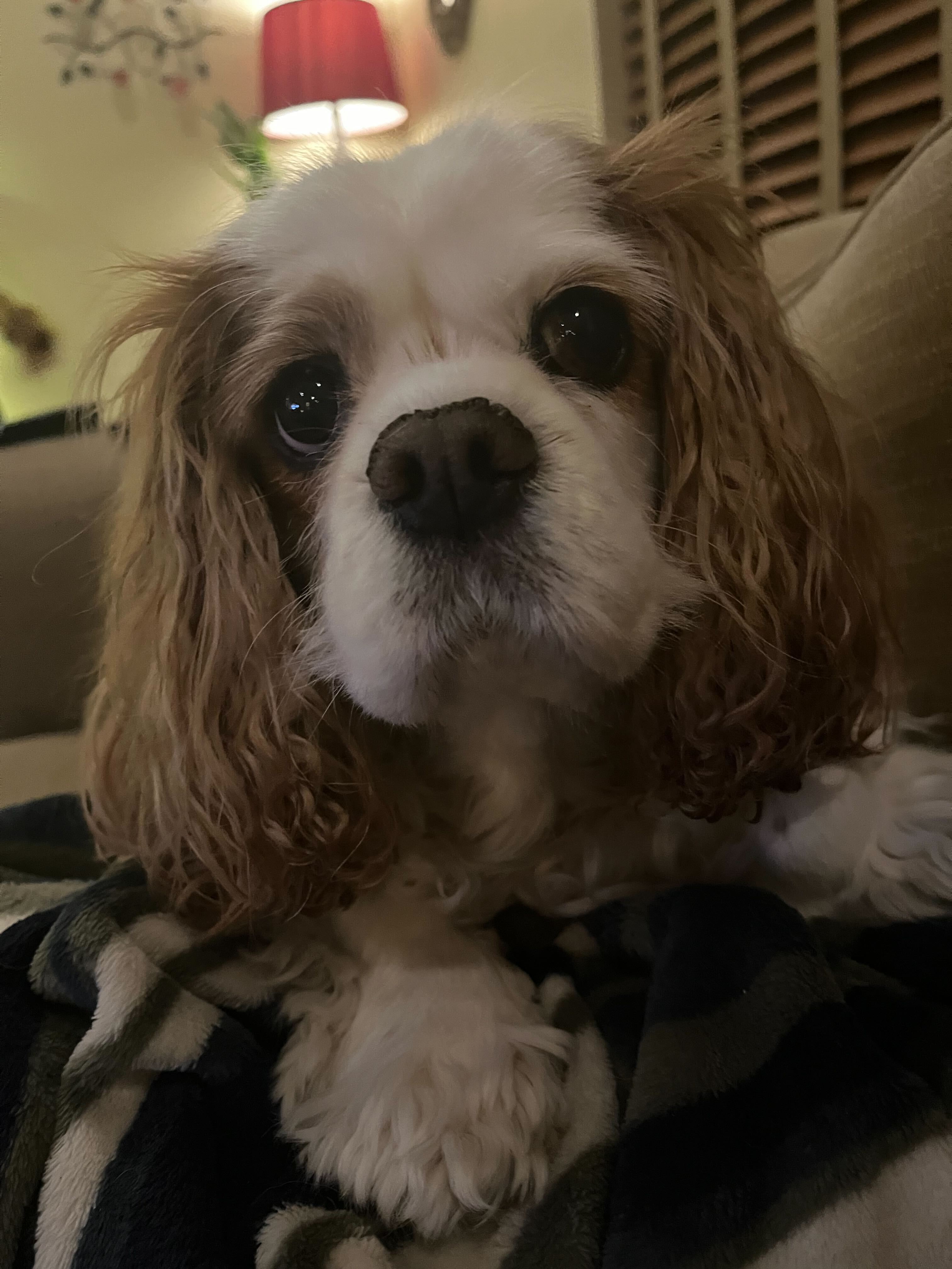 Ellie, my soul dog, who taught me the gifts of grief